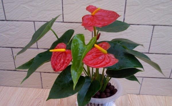 红掌花浇水频率和量是多少？如何正确养护？