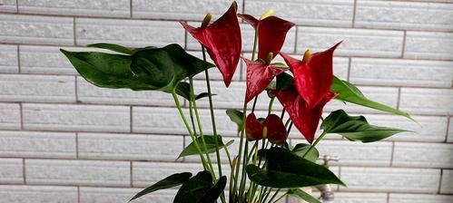 红掌花好养吗？养殖方法和养护要点是什么？