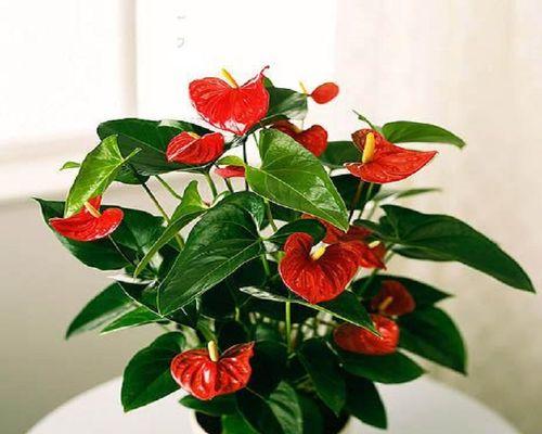 红掌花期持续多久？如何延长红掌的花期？