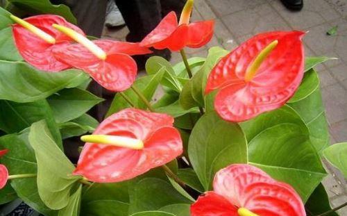 红掌花语象征与寓意是什么？如何正确解读红掌的花语？