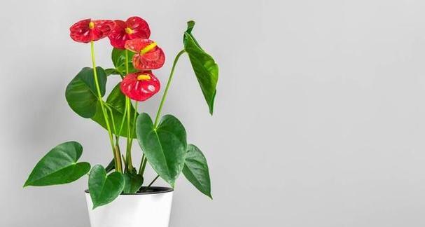 红掌花在家庭中如何养护？常见问题有哪些解决方法？