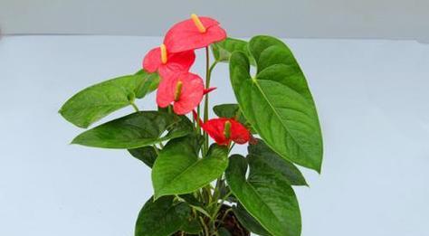 红掌花在家庭中如何养护？常见问题有哪些解决方法？