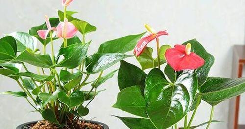 红掌浇什么肥料合适？如何正确施肥促进红掌生长？