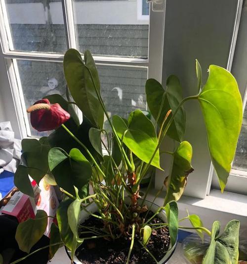 红掌开花后怎么处理？如何确保花朵持续绽放？