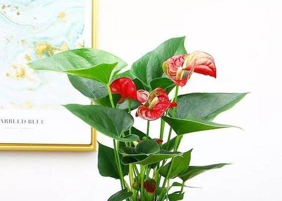 红掌开花后修剪方法是什么？修剪后如何护理？
