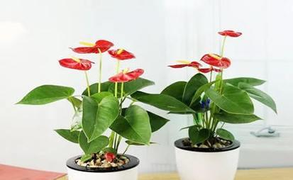 红掌适合放在客厅吗？客厅最佳摆放位置是什么？