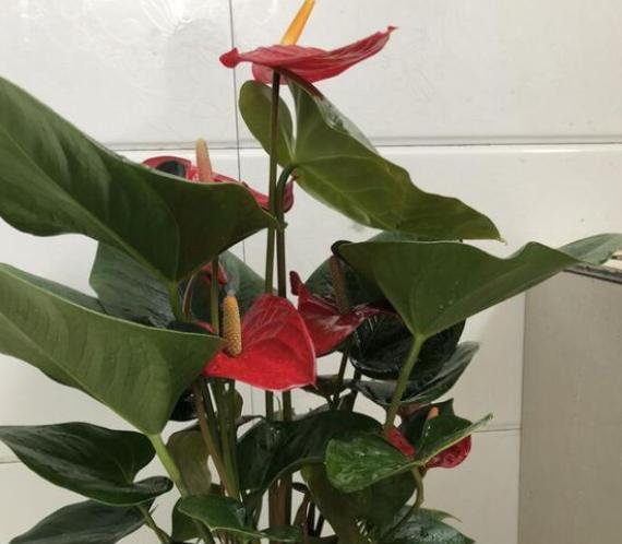红掌浇白糖水真的好吗？正确浇水方法是什么？