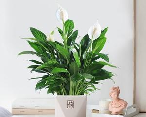 红掌浇白糖水真的好吗？正确浇水方法是什么？