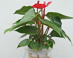 红掌净化空气效果如何？能吸甲醛吗？