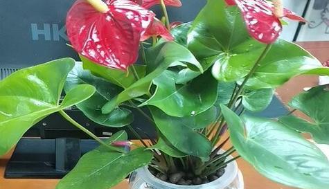 红掌可以用茶水浇吗？浇茶水对红掌生长的影响是什么？