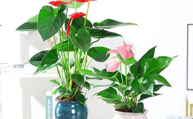 红掌用水养可行吗？如何正确进行水培？