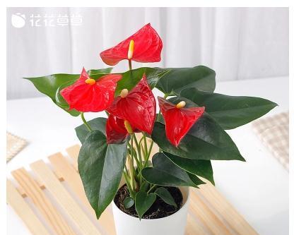 红掌真的能吸收甲醛吗？有效果吗？