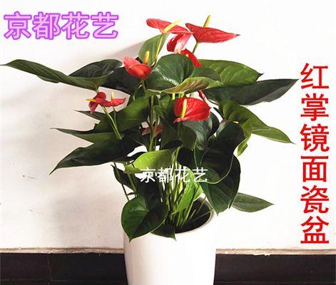 红掌真的能吸收甲醛吗？有效果吗？
