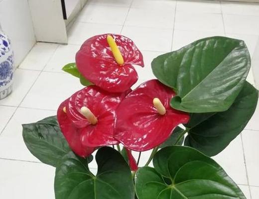 红掌怕晒吗？如何正确养护避免阳光伤害？