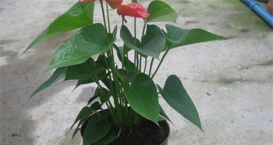 红掌施什么肥最好？如何正确施肥促进红掌生长？
