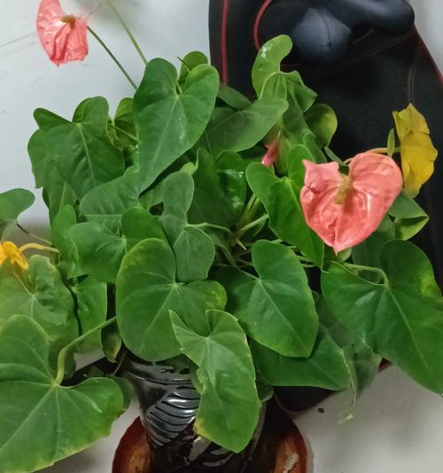 红掌属于草本植物还是木本植物？如何区分？