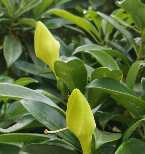 非洲茉莉象征着什么？花语有哪些含义？