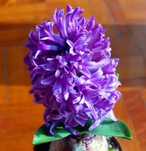 风信子的花语是什么？如何挑选寓意吉祥的风信子品种？