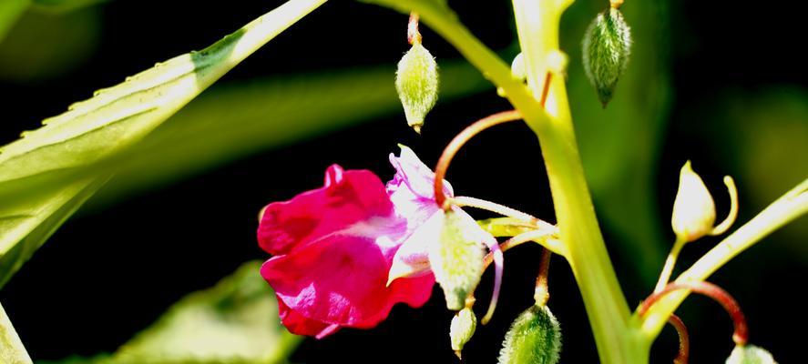 凤仙花的花语是什么？如何用凤仙花表达爱意？