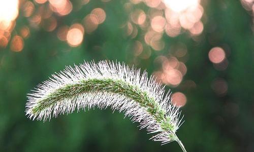 狗尾草的花语是什么？如何正确解读狗尾草的象征意义？
