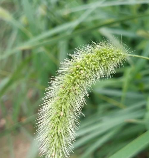 狗尾草的花语是什么？如何正确解读狗尾草的象征意义？