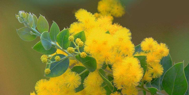 冠幅是什么意思？植物冠幅的定义及其重要性是什么？