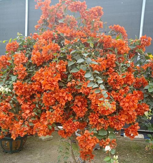冠幅是什么意思？植物冠幅的定义及其重要性是什么？
