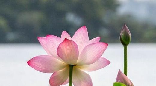 荷花象征着什么？荷花的寓意和文化含义是什么？