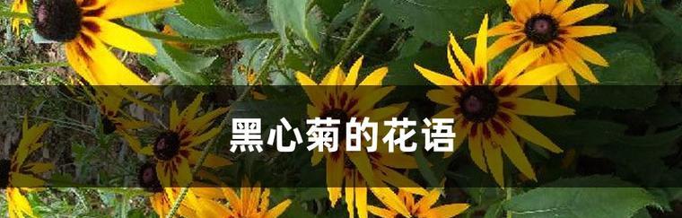 黑心菊的花语和寓意是什么？了解黑心菊的象征意义和常见问题解答？