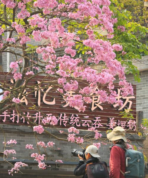 红花风铃木的花语是什么？如何理解其深层含义？