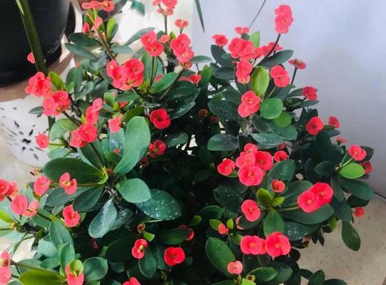 虎刺梅花的寓意象征是什么？如何正确解读虎刺梅花的花语？