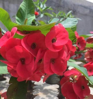 虎刺梅花的寓意象征是什么？如何正确解读虎刺梅花的花语？