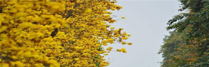 黄花风铃木的花语是什么？如何欣赏其独特之美？