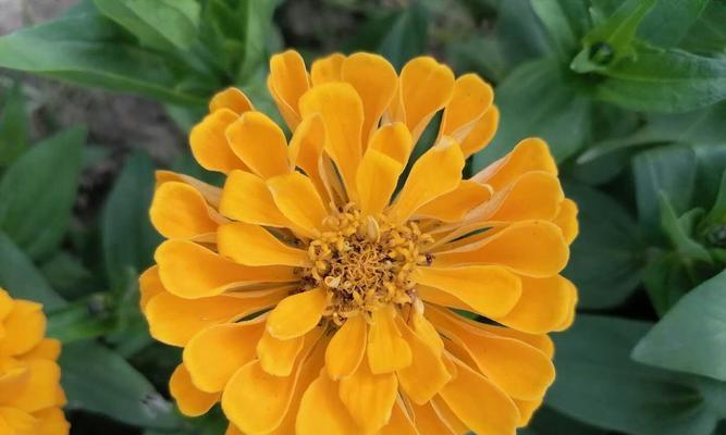 孔雀草的花语是什么？孔雀草花语的含义有哪些？