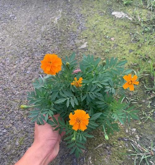 孔雀草的花语是什么？孔雀草花语的含义有哪些？
