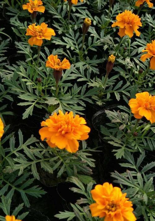 孔雀草的花语是什么？孔雀草花语的含义有哪些？