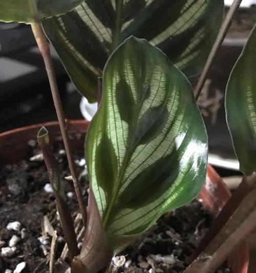 孔雀竹芋花语是什么？了解其独特含义和象征意义？