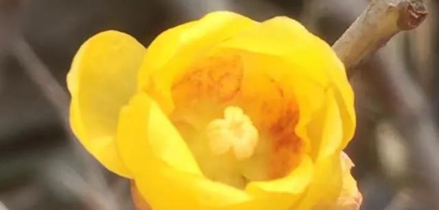 腊梅的花语是什么？腊梅象征着什么含义？