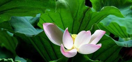 莲花象征着什么？莲花在不同文化中的意义有哪些？
