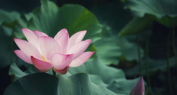 莲花象征着什么？莲花在不同文化中的意义有哪些？