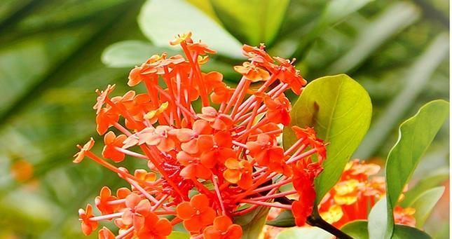 龙船花代表什么？它的花语和寓意有哪些常见问题？