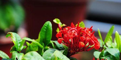龙船花代表什么？它的花语和寓意有哪些常见问题？