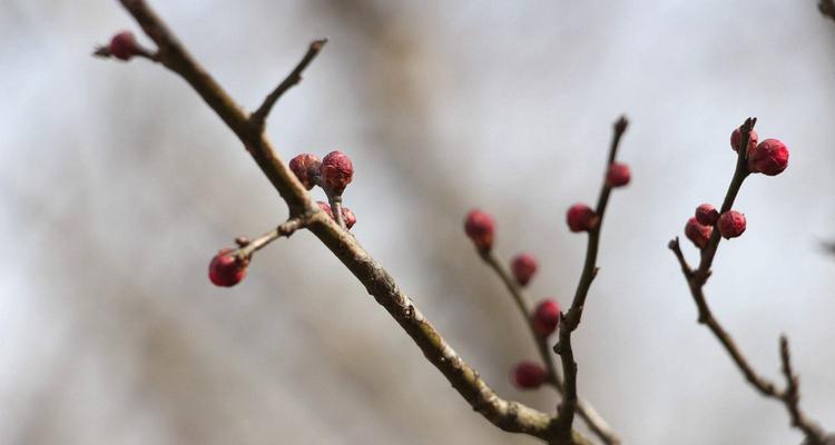 梅花的花语是什么?梅花象征着什么含义?