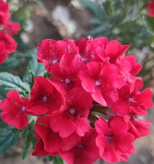 美女樱的花语是什么？樱花的含义和象征有哪些？