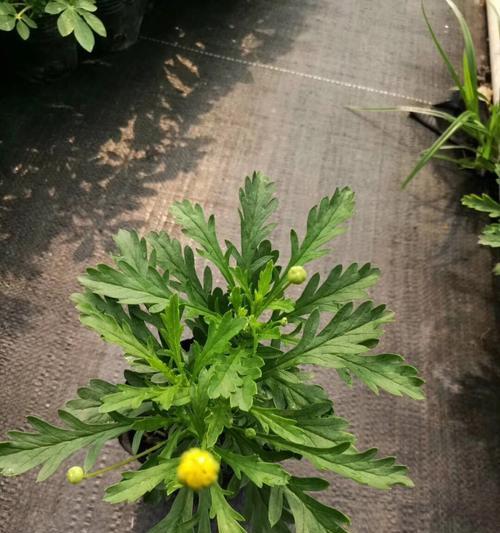 木春菊的寓意是什么？如何正确理解木春菊的象征意义？