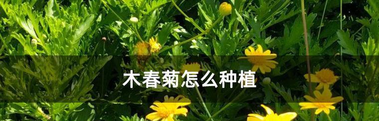 木春菊的寓意是什么？如何正确理解木春菊的象征意义？
