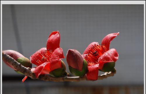 木棉的花语是什么？木棉象征着什么含义？