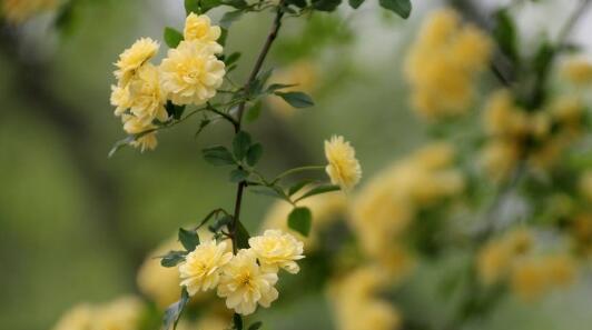 木香花的花语是什么？如何用木香花表达爱意？