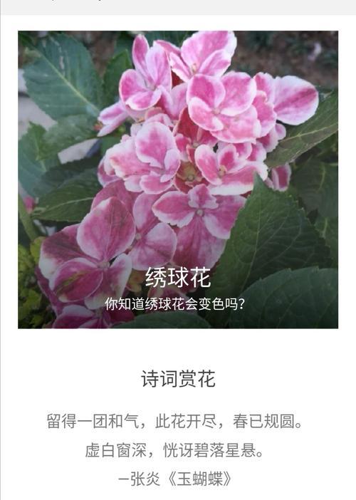 木绣球的花语是什么？如何用木绣球表达情感？