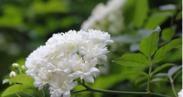 七里香的花语是什么？这种植物的象征意义有哪些？